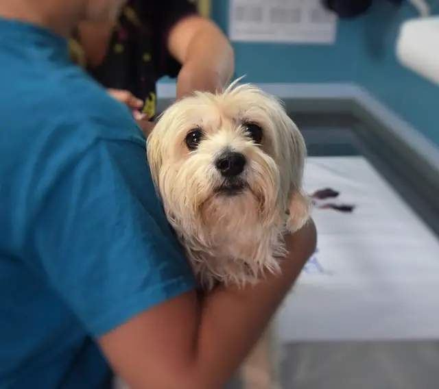 Una veterinaria sostiene en brazos a un perro pequeño de pelo largo.